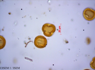 Stoebe kilimandscharica - lame n° 21687